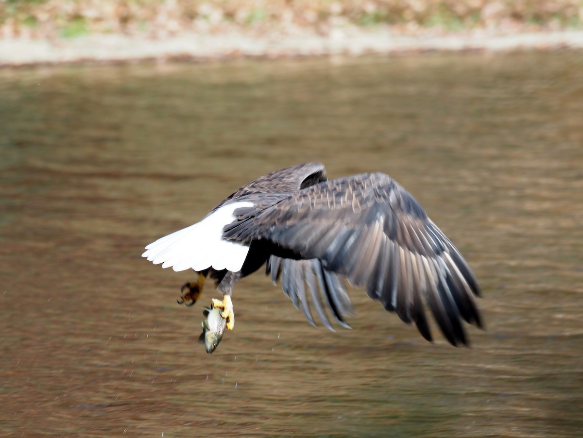 Орлан білоголовий - ML646712987