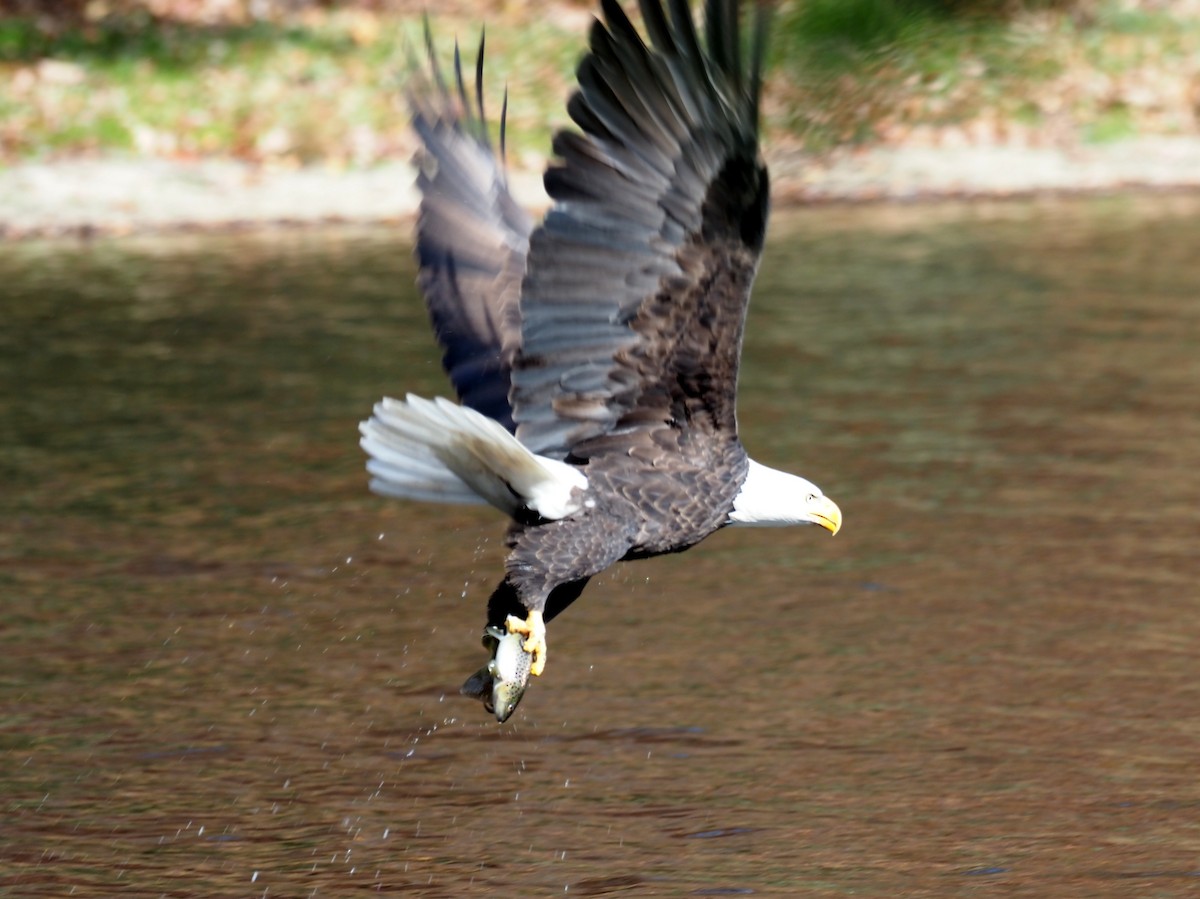 Орлан білоголовий - ML646712988
