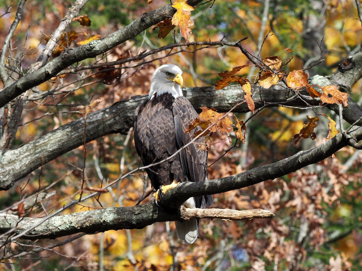Орлан білоголовий - ML646712989
