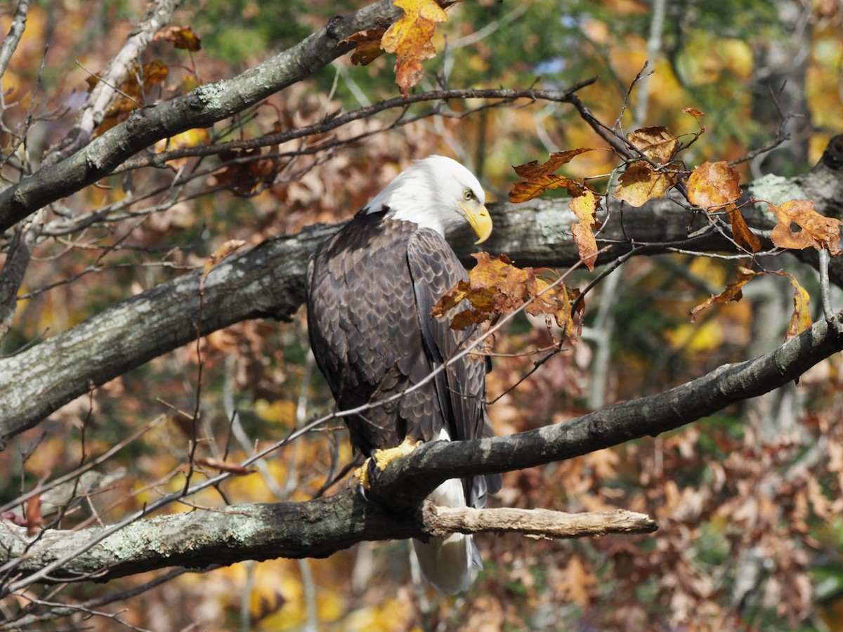 Орлан білоголовий - ML646712991