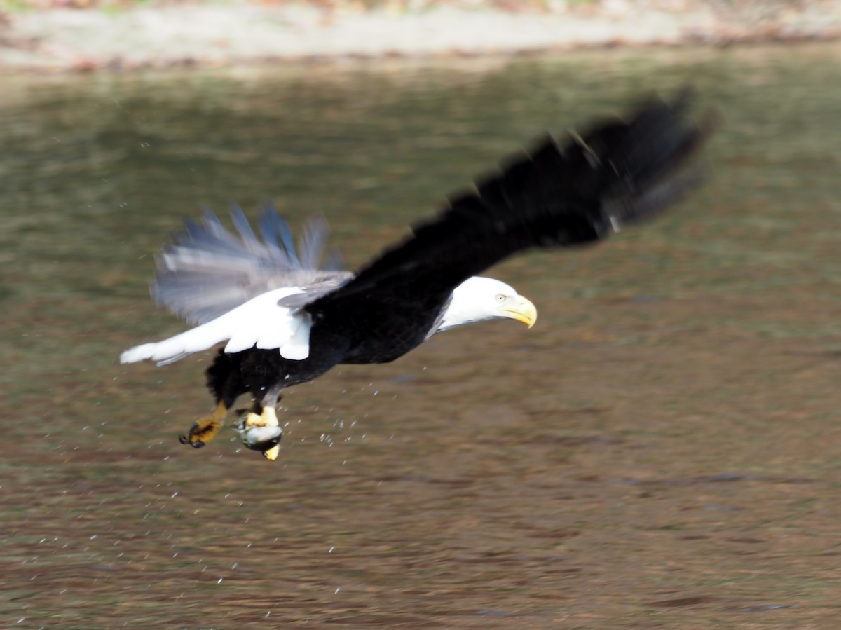 Орлан білоголовий - ML646712992