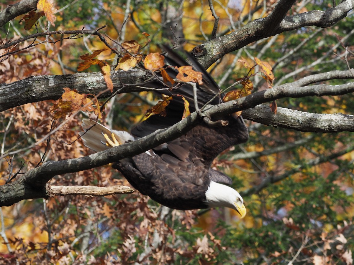 Орлан білоголовий - ML646712993