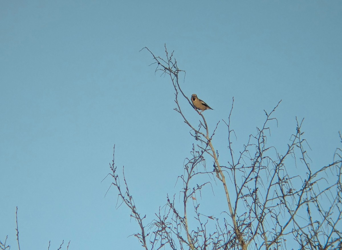 Обыкновенный дубонос - ML646712996