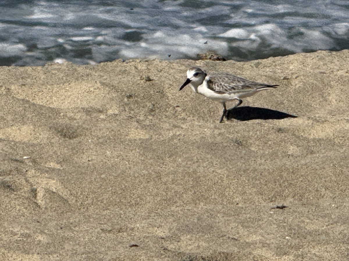 Песчанка - ML646712997