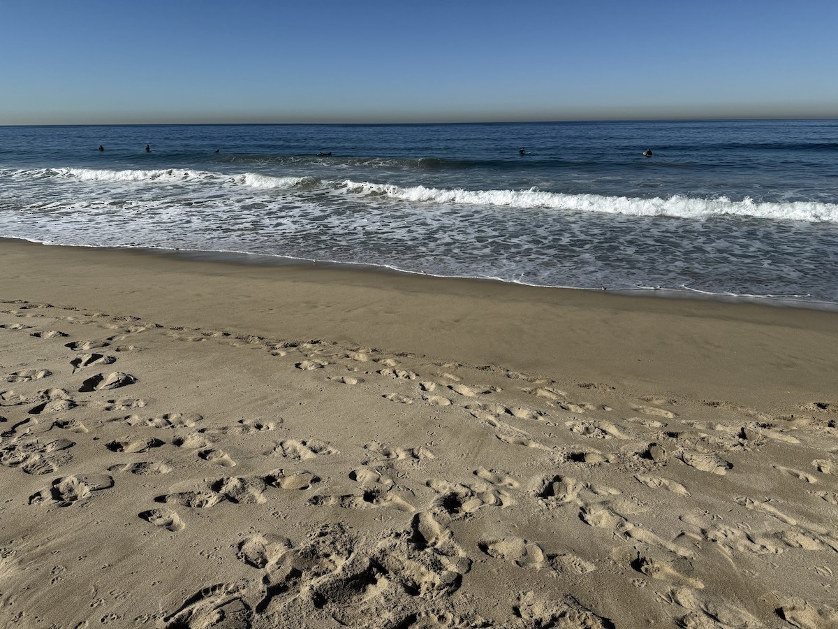 Песчанка - ML646712998