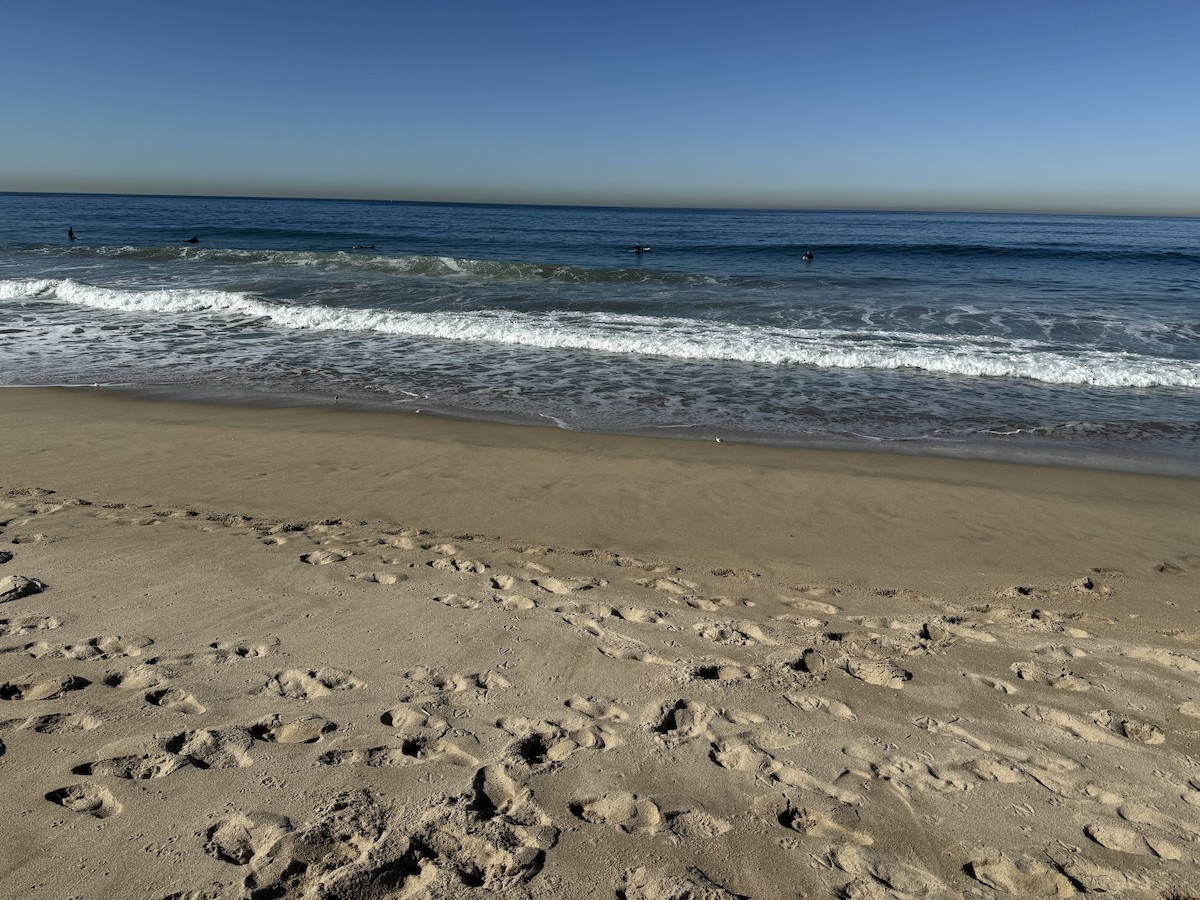 Песчанка - ML646712999