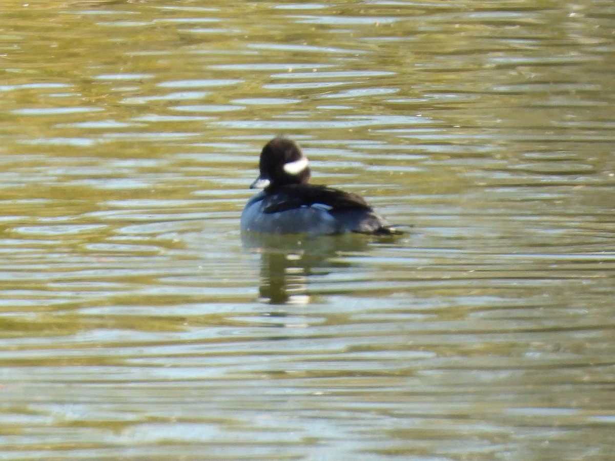 Гоголь-головастик - ML646713000