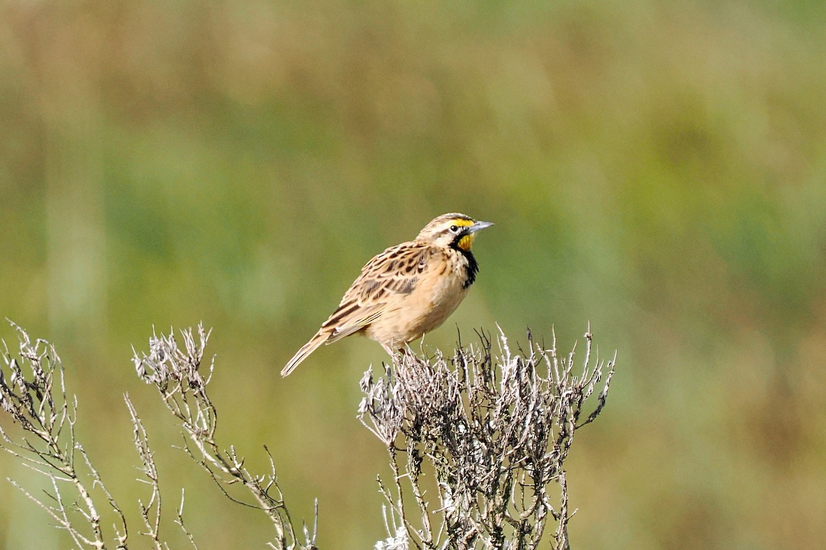 Эфиопский шпорник - ML646713001