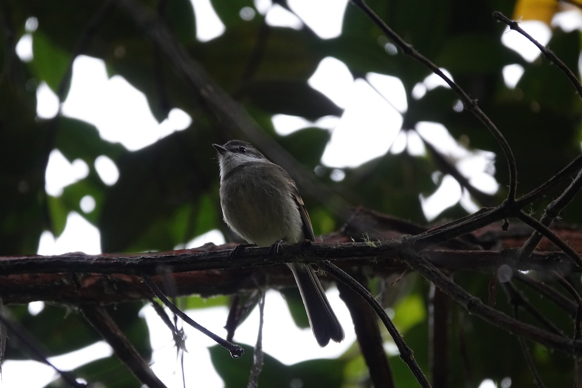 Белогорлый москитолов - ML646713002