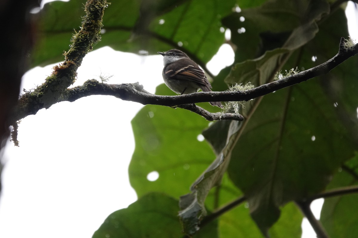 Белогорлый москитолов - ML646713003