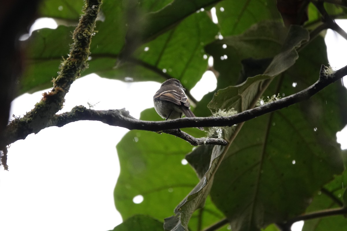 Белогорлый москитолов - ML646713005