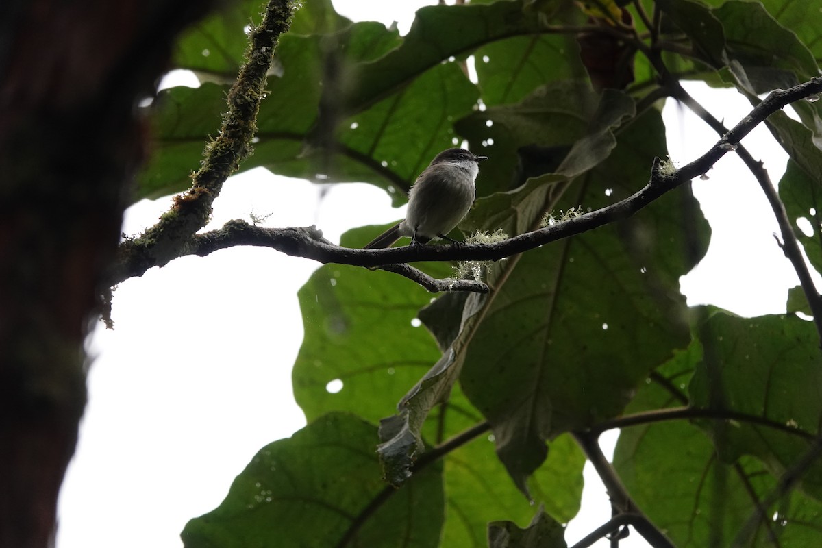 Белогорлый москитолов - ML646713006