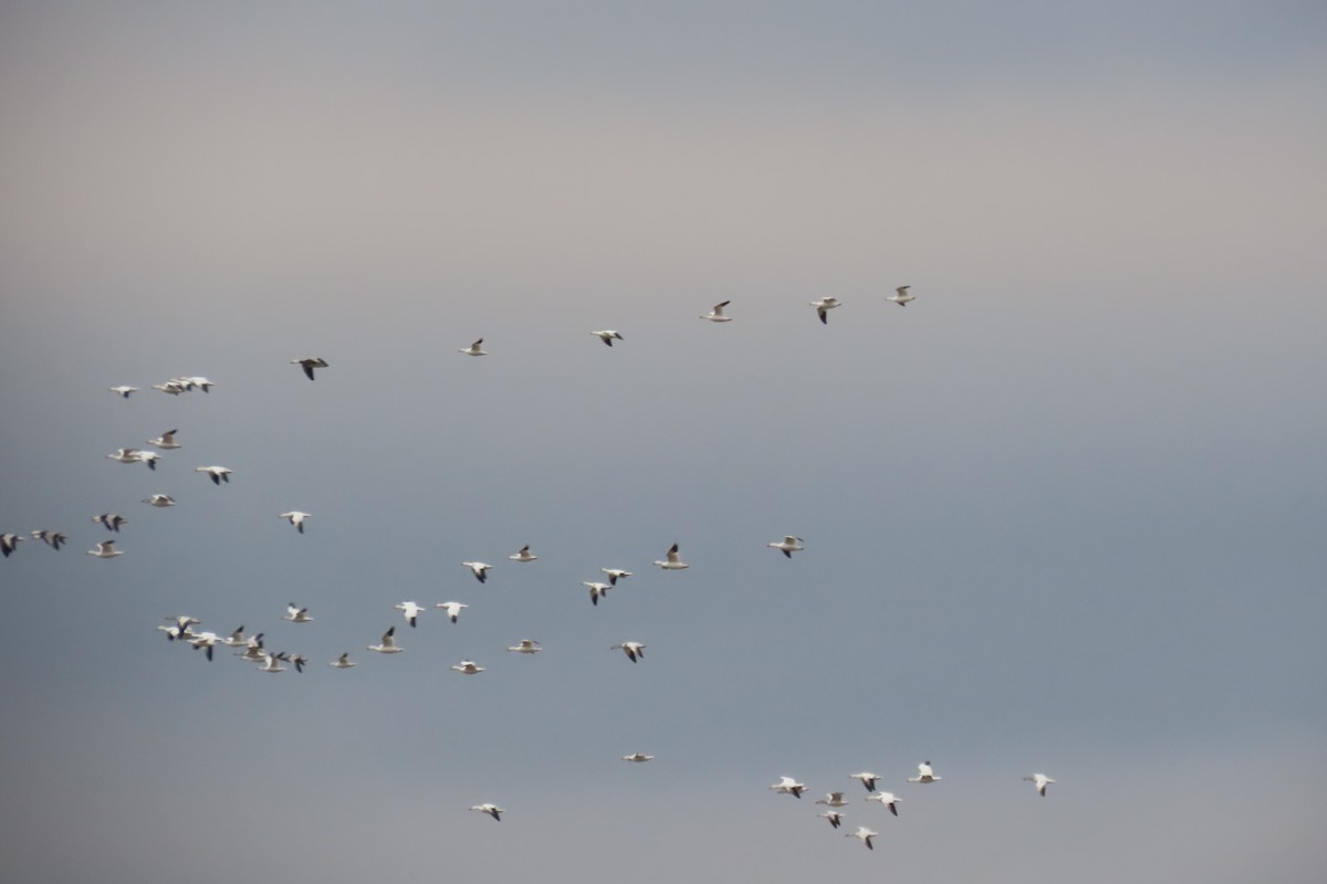 Белый гусь - ML646713007