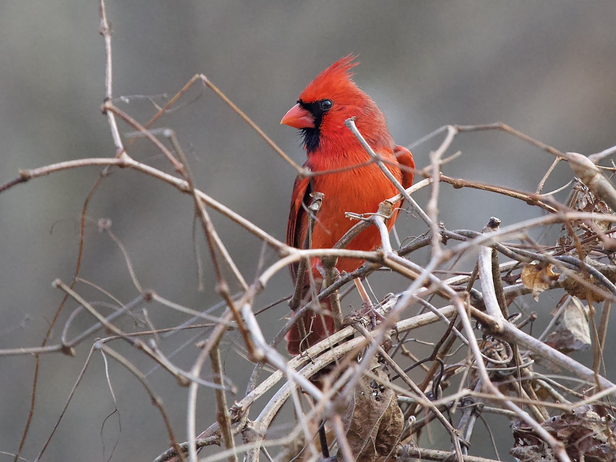 Красный кардинал - ML646713010