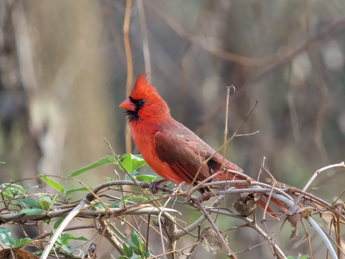 Красный кардинал - ML646713011