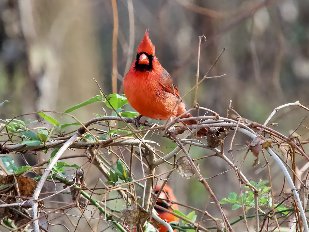Красный кардинал - ML646713012