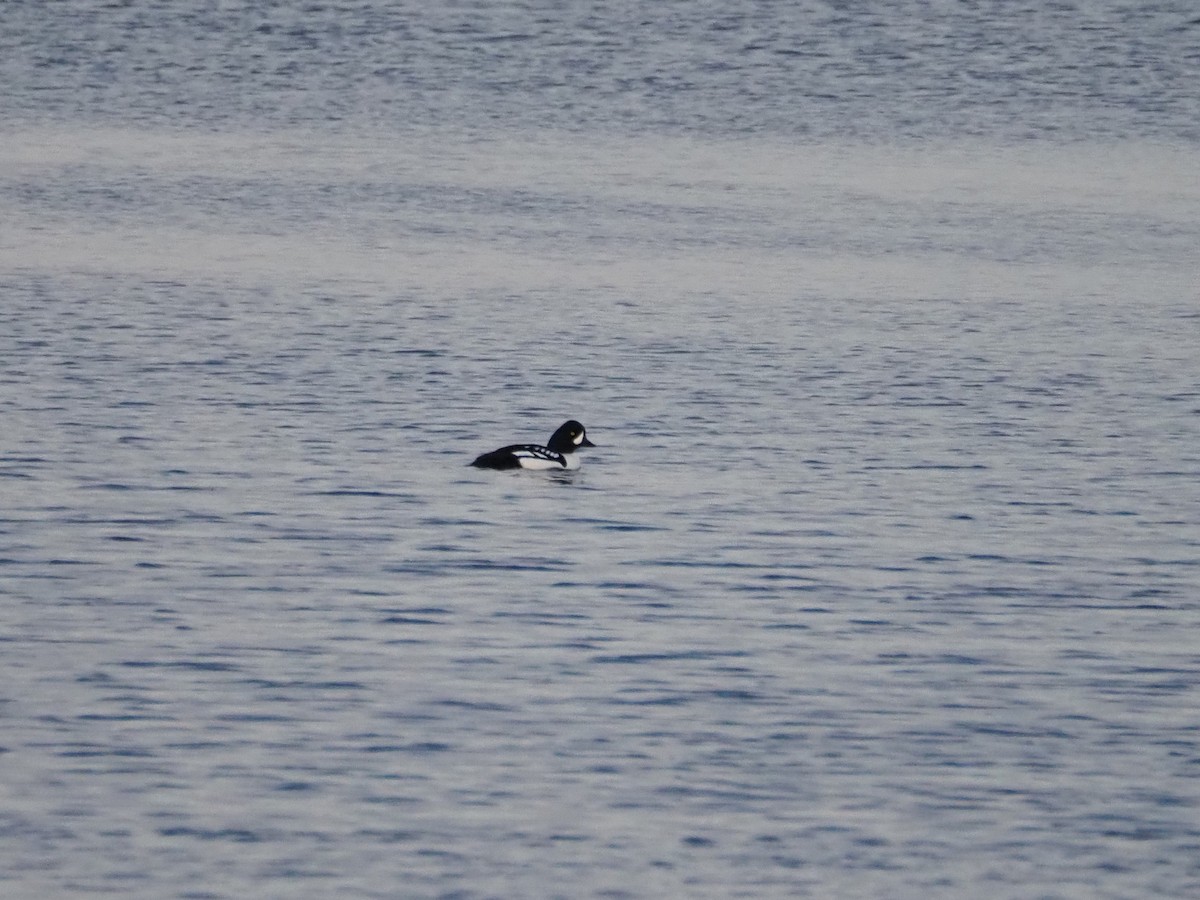 Гоголь/Исландский гоголь - ML646713013