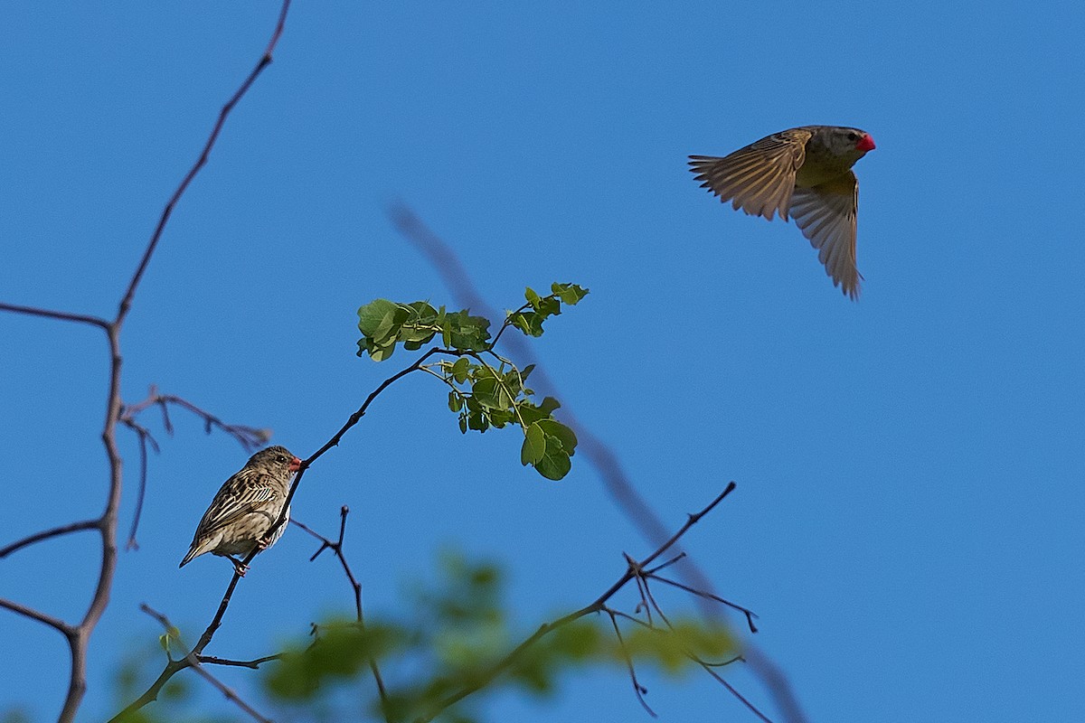 Красноклювая квелия - ML646713014
