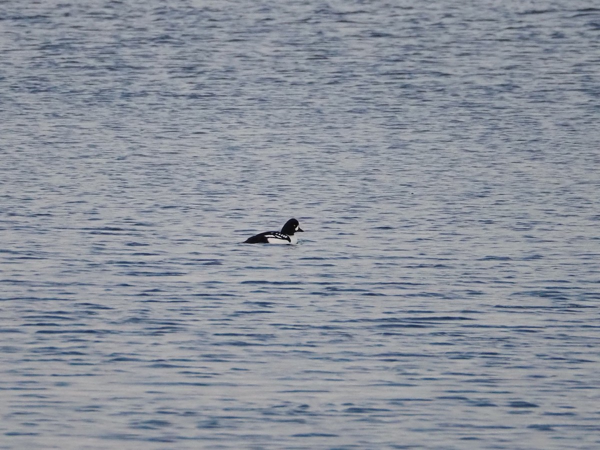 Гоголь/Исландский гоголь - ML646713015