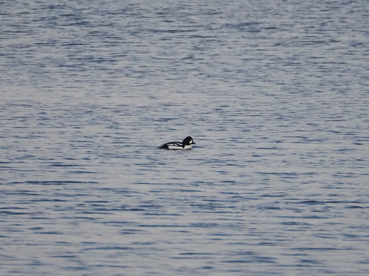 Гоголь/Исландский гоголь - ML646713016