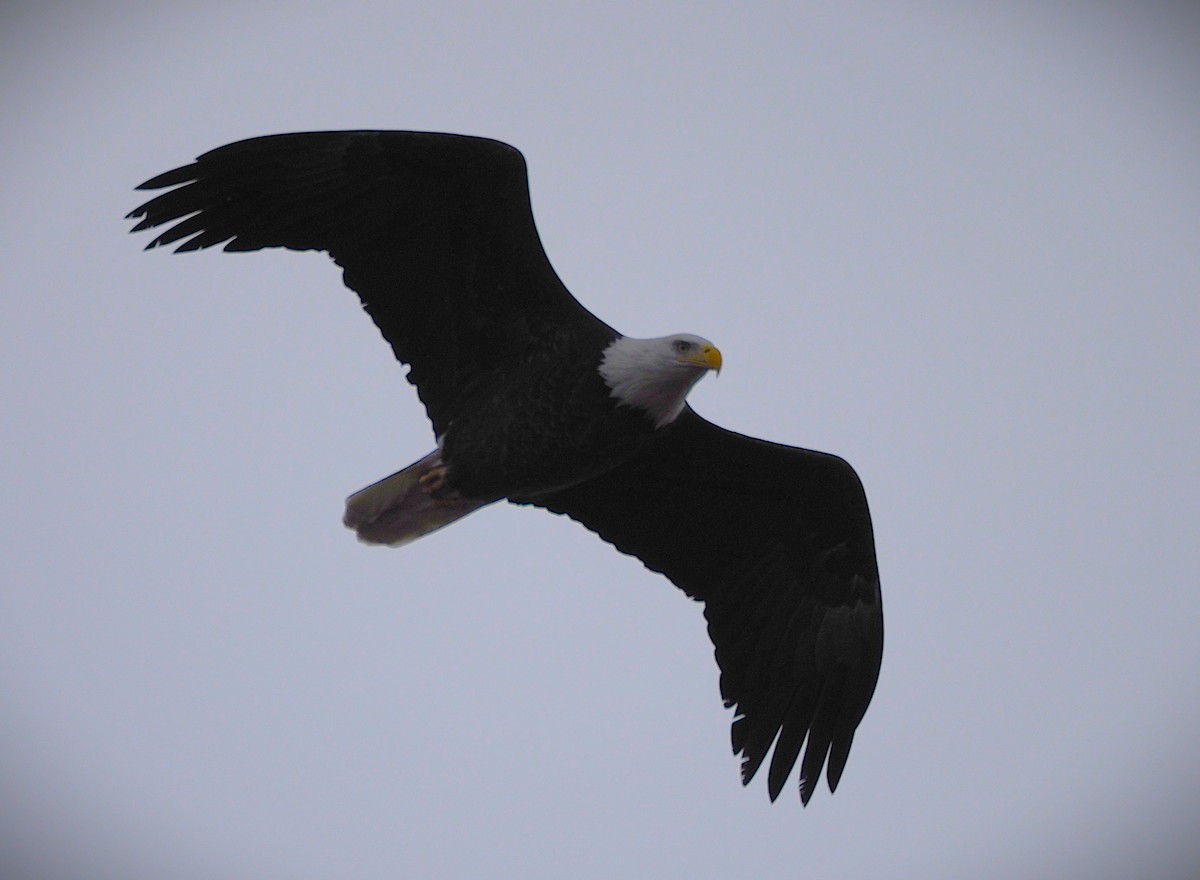 Белоголовый орлан - ML646713017