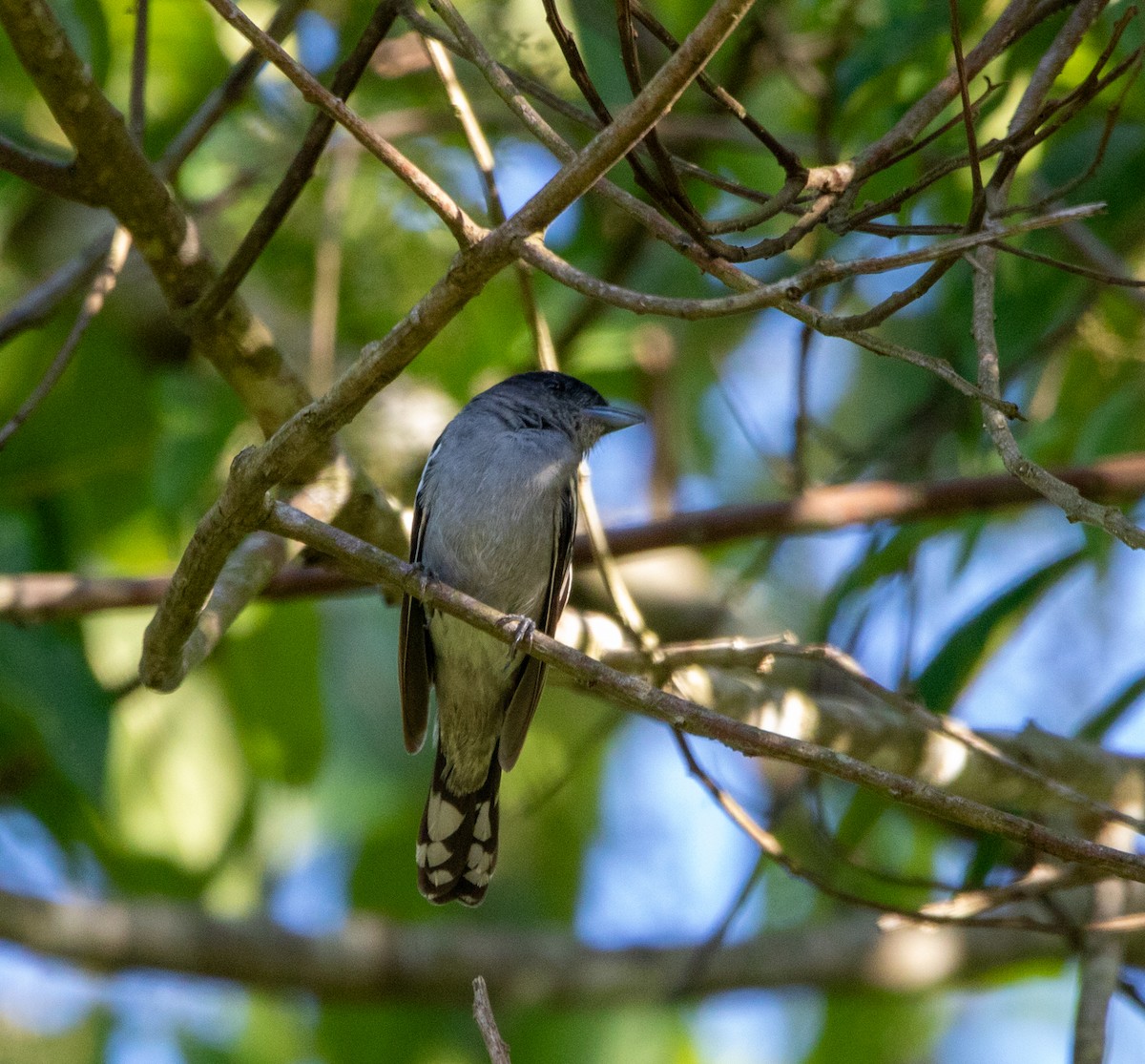 Белокрылый бекард - ML646713018