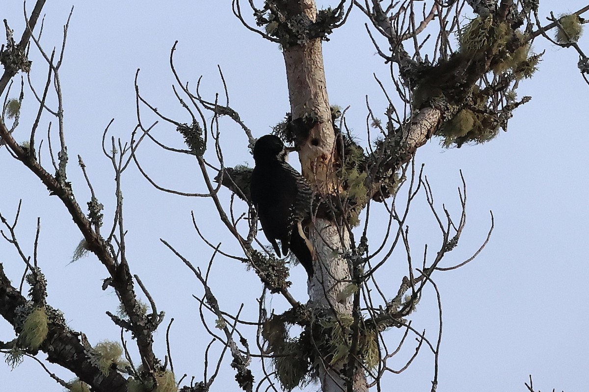 Черноспинный трёхпалый дятел - ML646713019