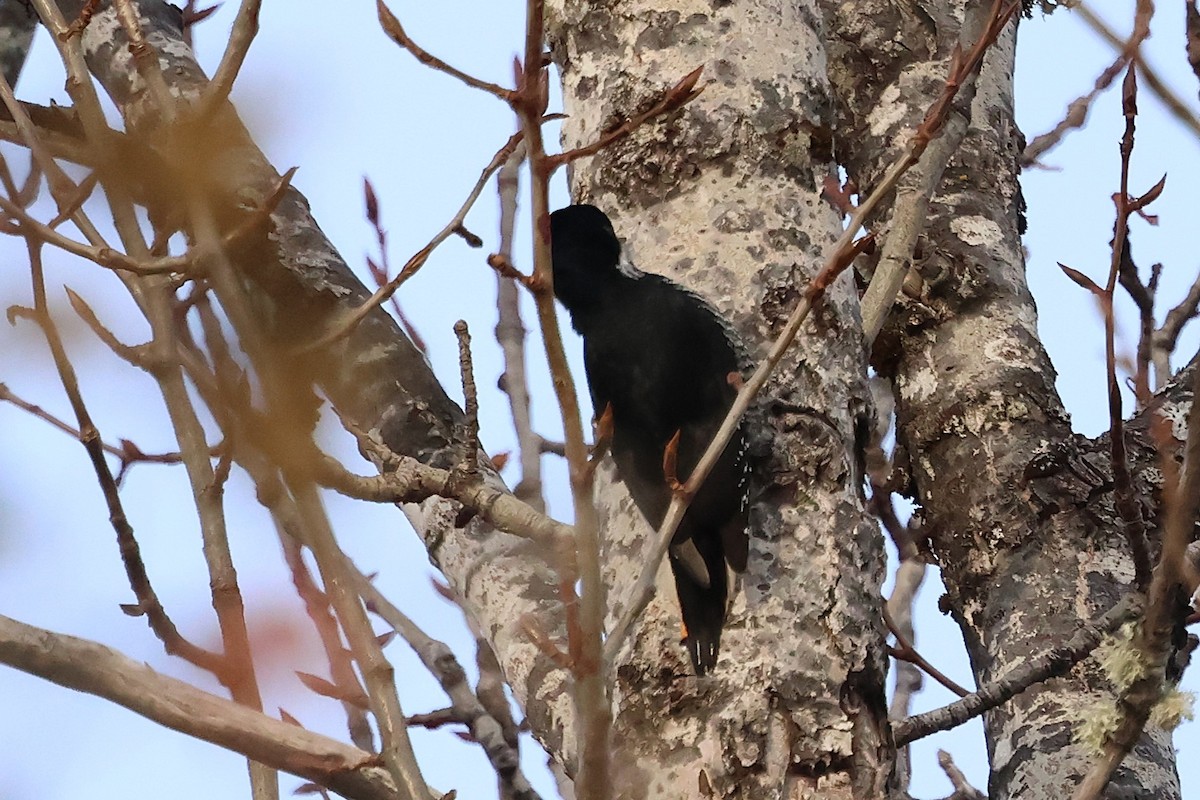 Черноспинный трёхпалый дятел - ML646713020