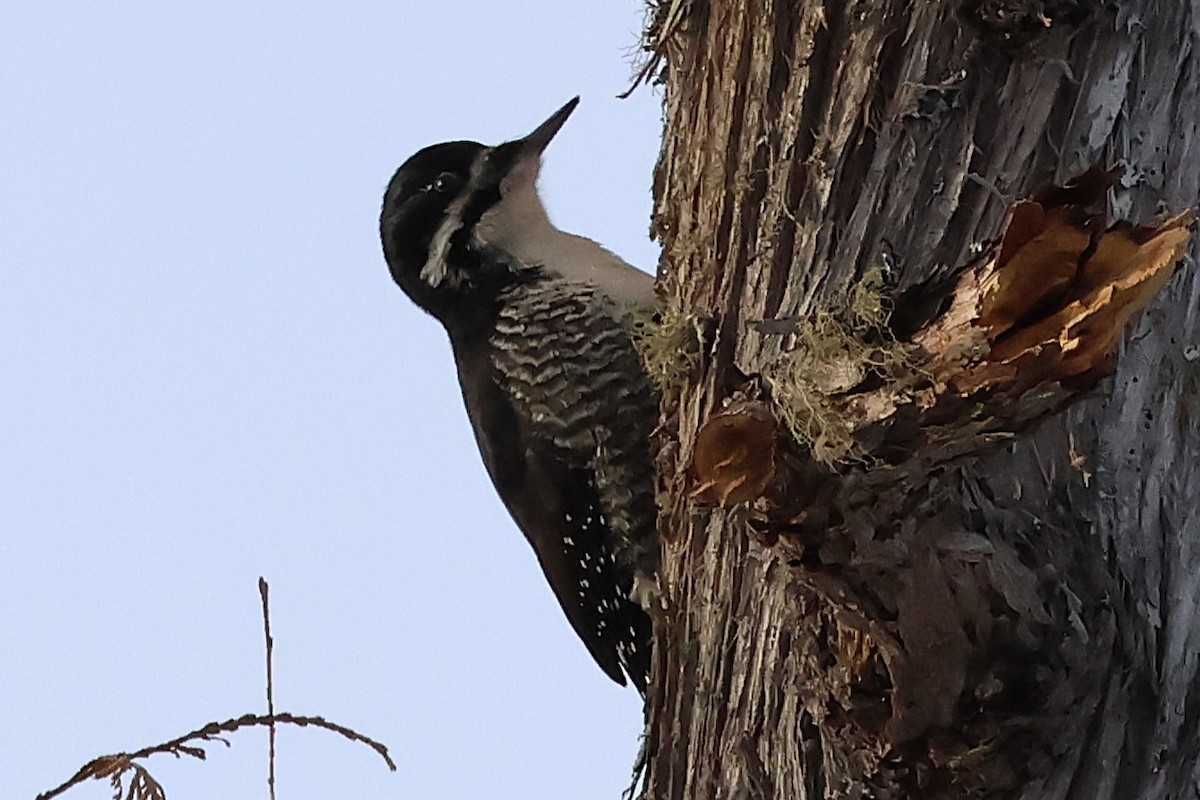 Черноспинный трёхпалый дятел - ML646713021