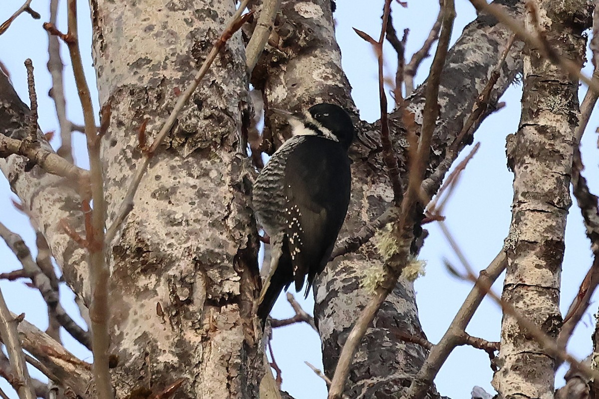 Черноспинный трёхпалый дятел - ML646713022