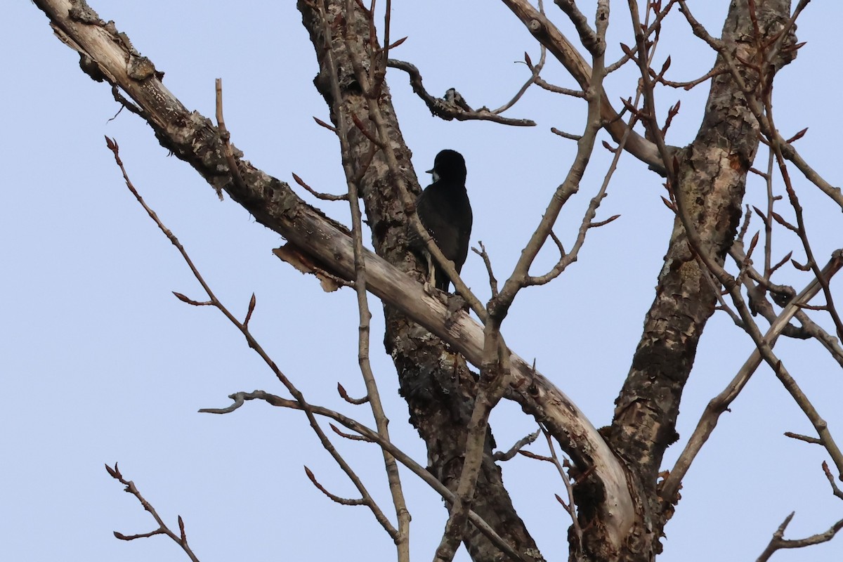 Черноспинный трёхпалый дятел - ML646713023