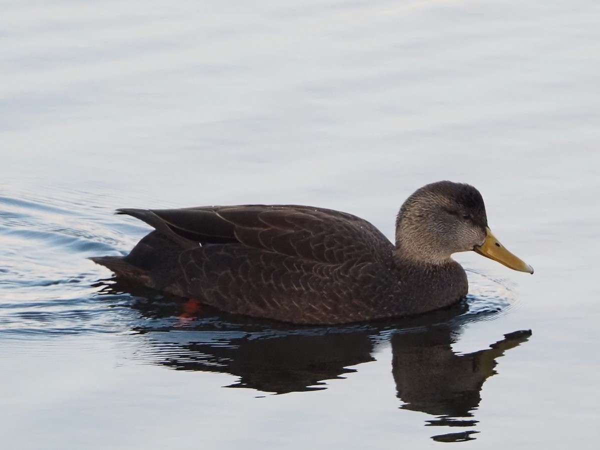 Американская кряква - ML646713024