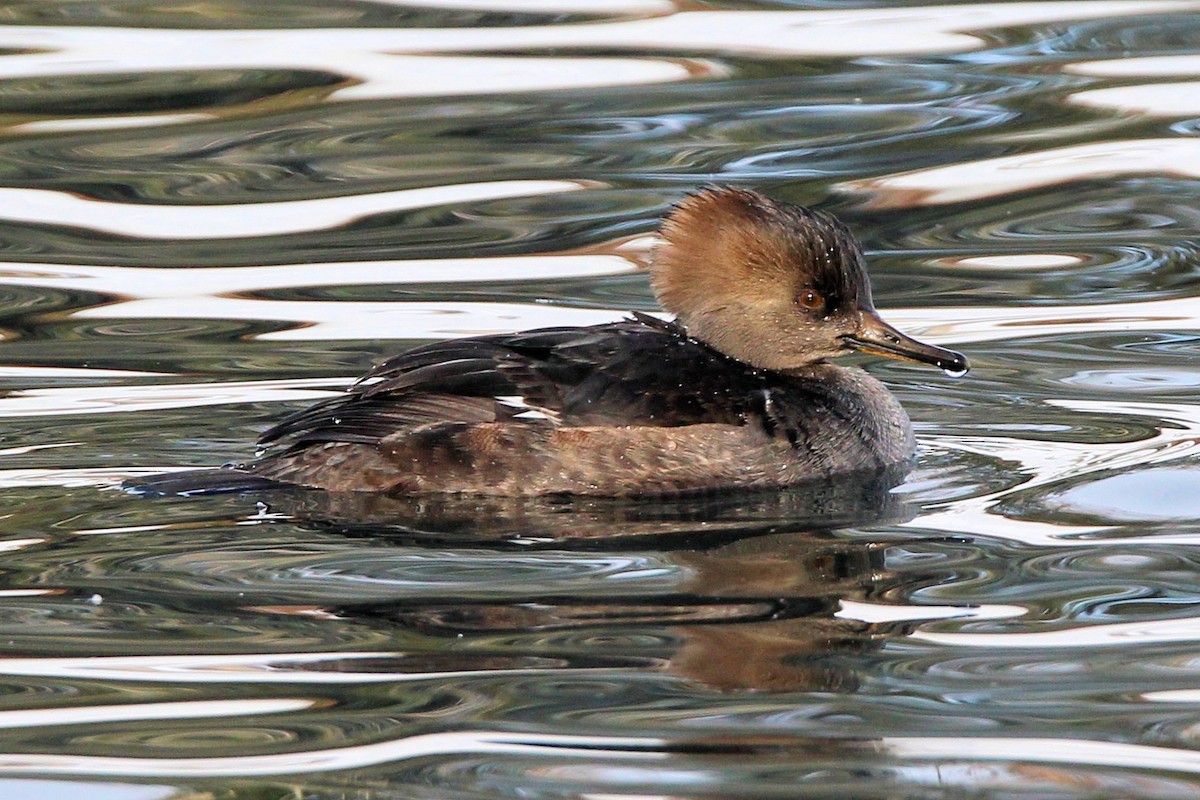 Капюшоновый крохаль - ML646713025