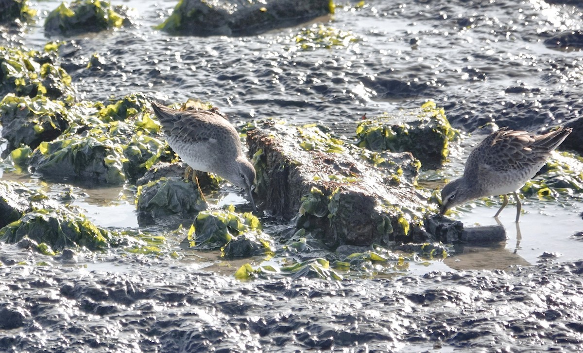 Uzun Gagalı Suçulluğu - ML646713033