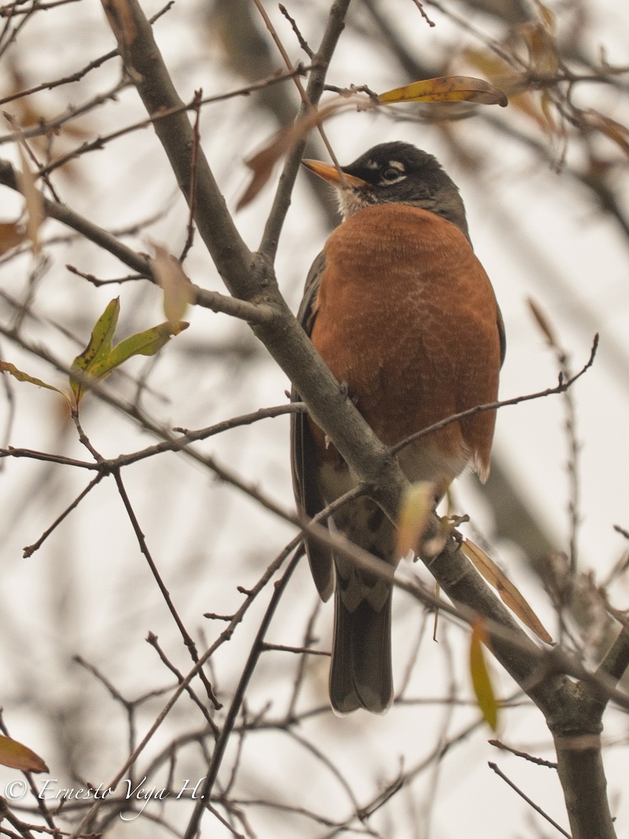 American Robin - ML646713041