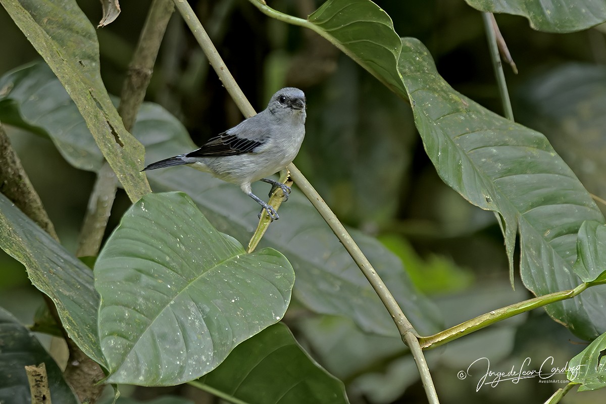 Plain-colored Tanager - ML646713042