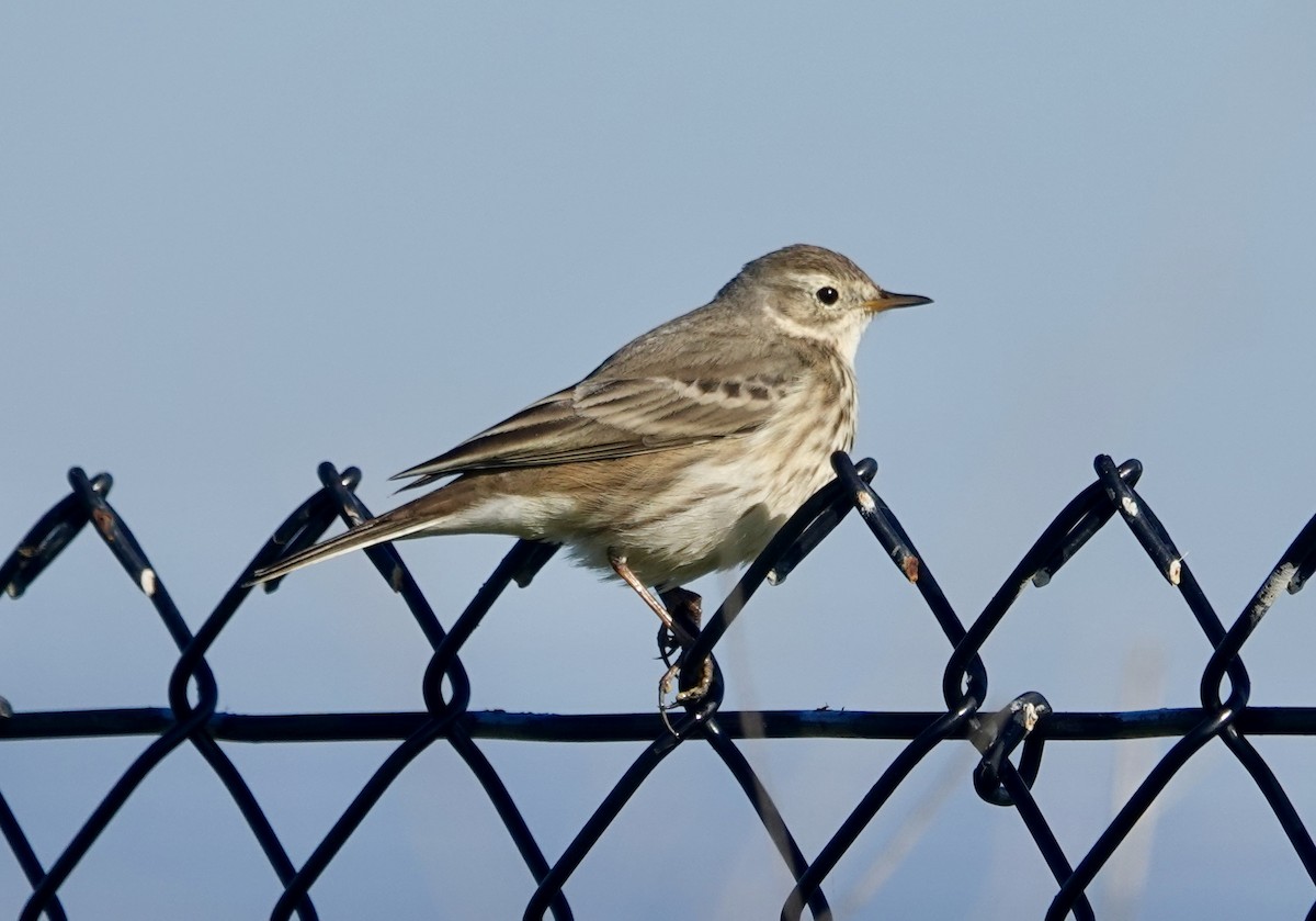 Amerika İncirkuşu - ML646713044