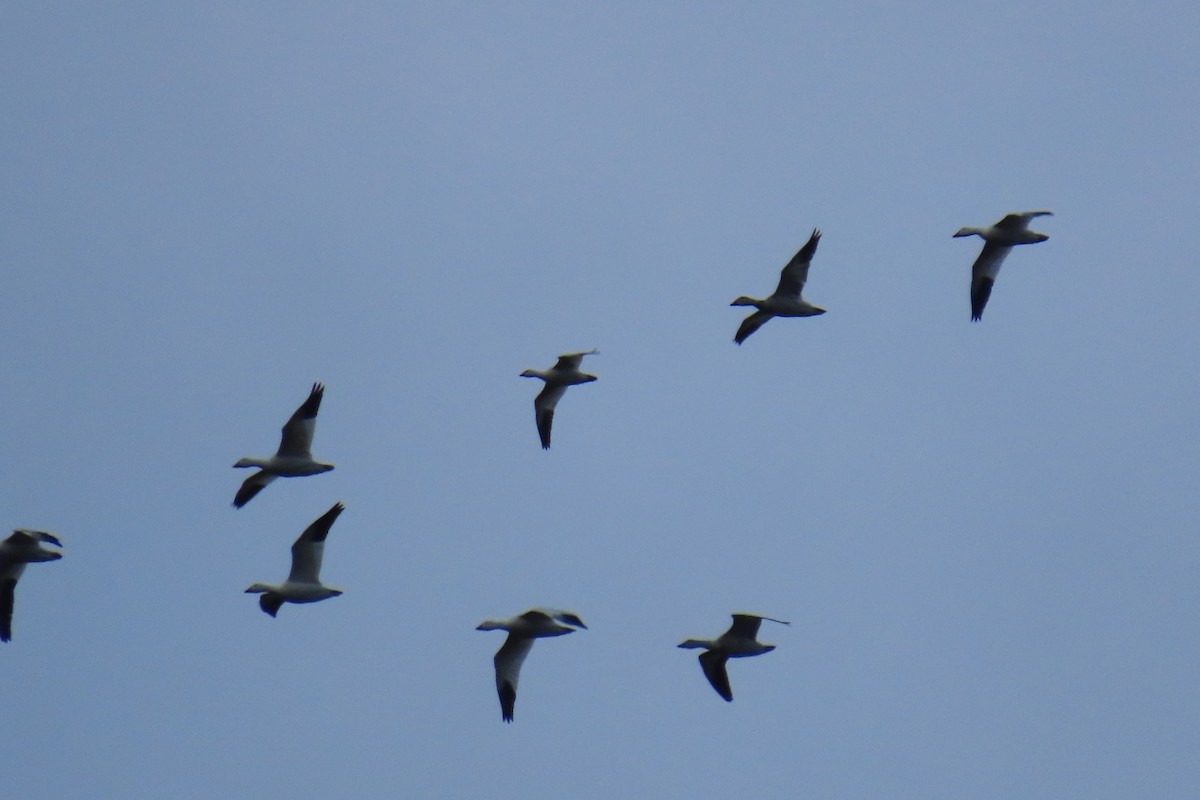 Ross's Goose - ML646713050