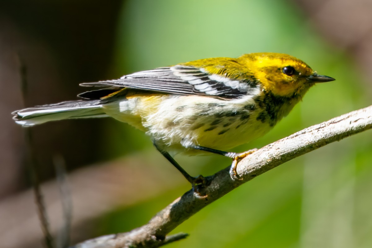 grønnparula - ML646713052