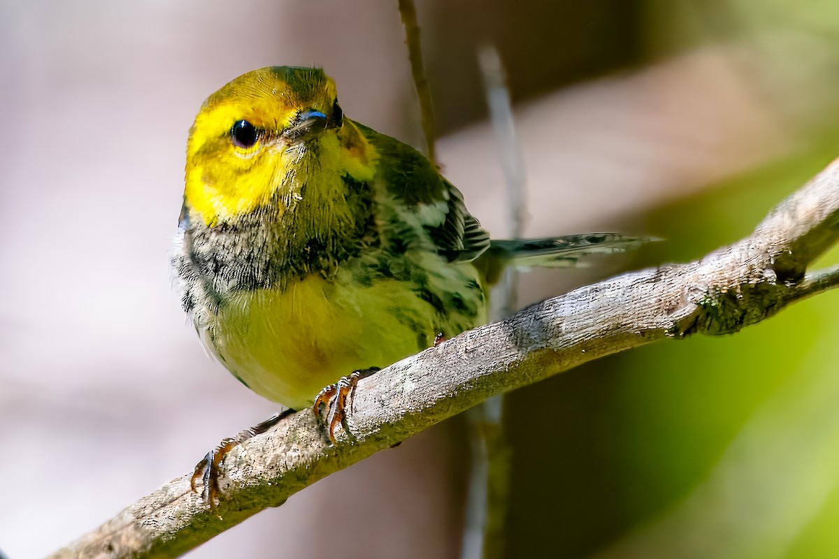 grønnparula - ML646713053