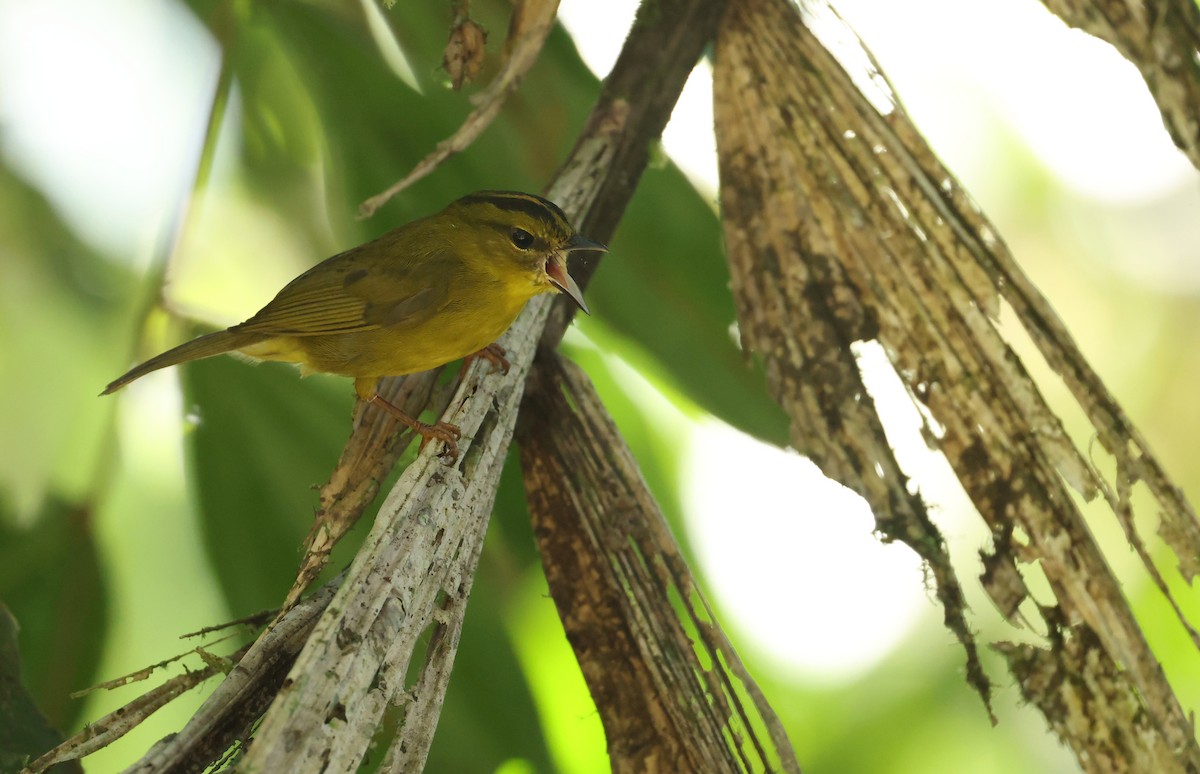 Choco Warbler - ML646713054