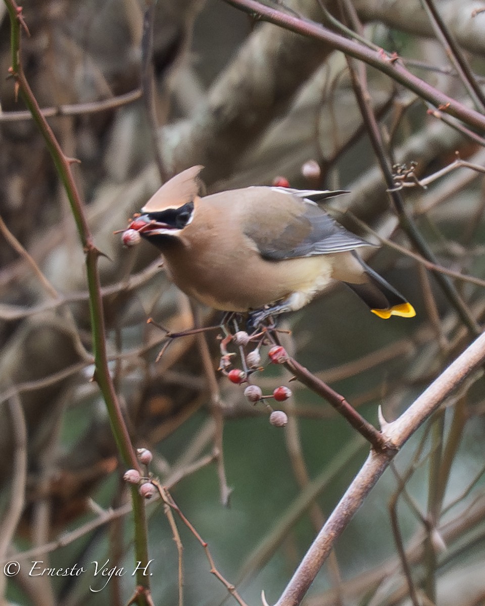 ヒメレンジャク - ML646713066