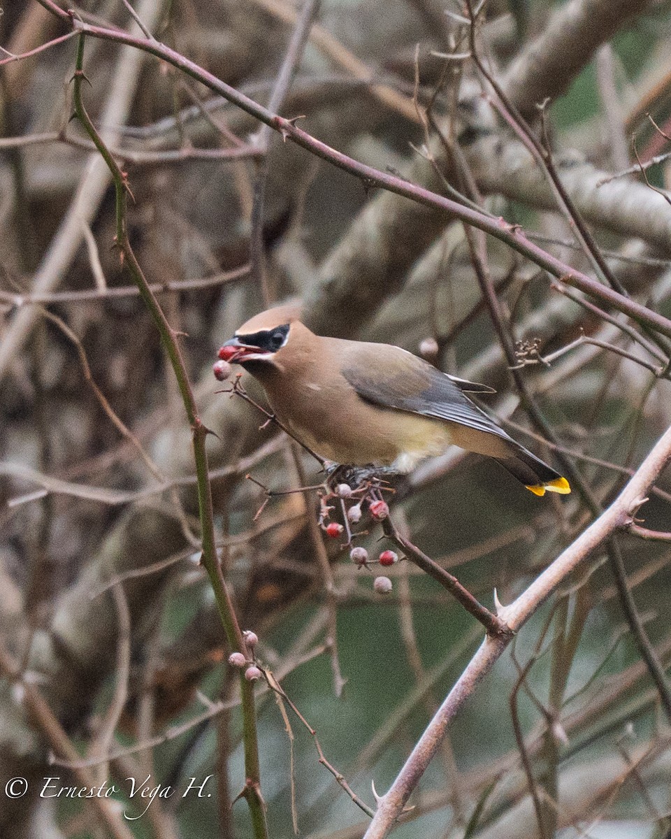 ヒメレンジャク - ML646713067