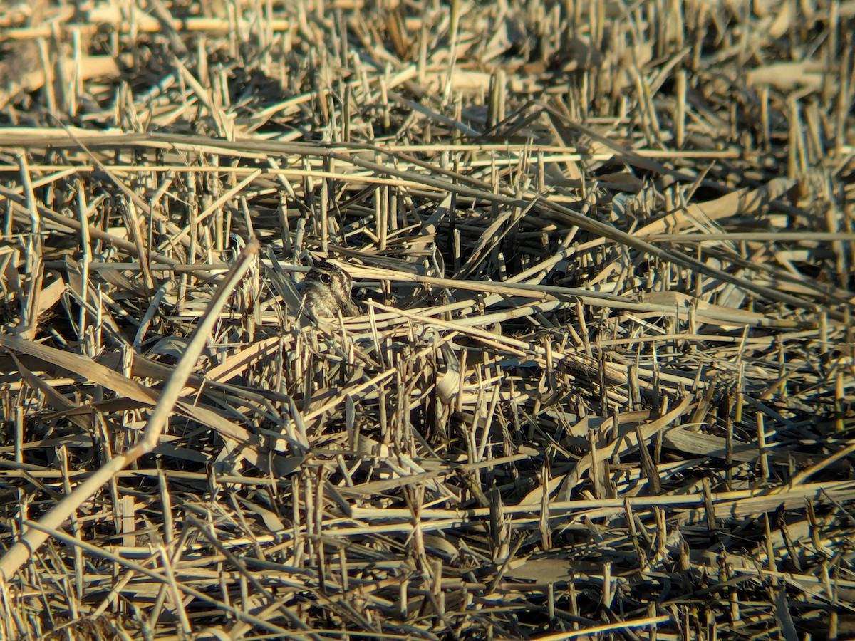 Баранець звичайний - ML646713068