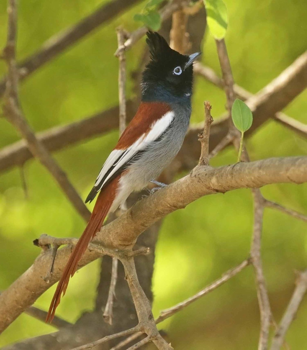 Африканская райская мухоловка - ML646713073