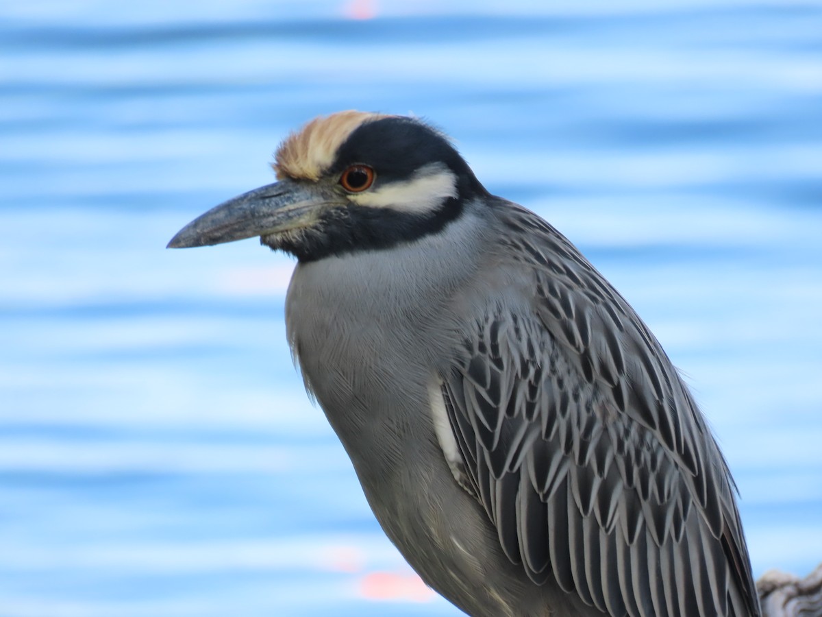 kvakoš žlutočelý - ML646713074