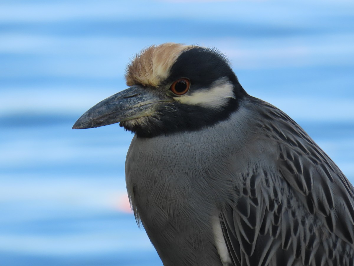 kvakoš žlutočelý - ML646713075