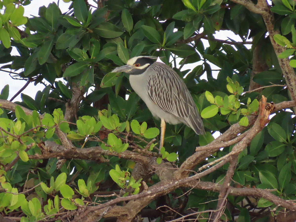 kvakoš žlutočelý - ML646713076