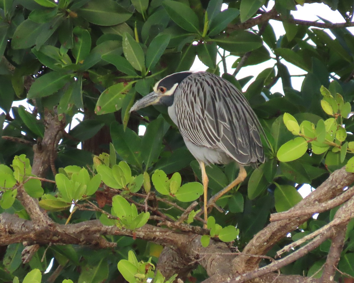 kvakoš žlutočelý - ML646713077