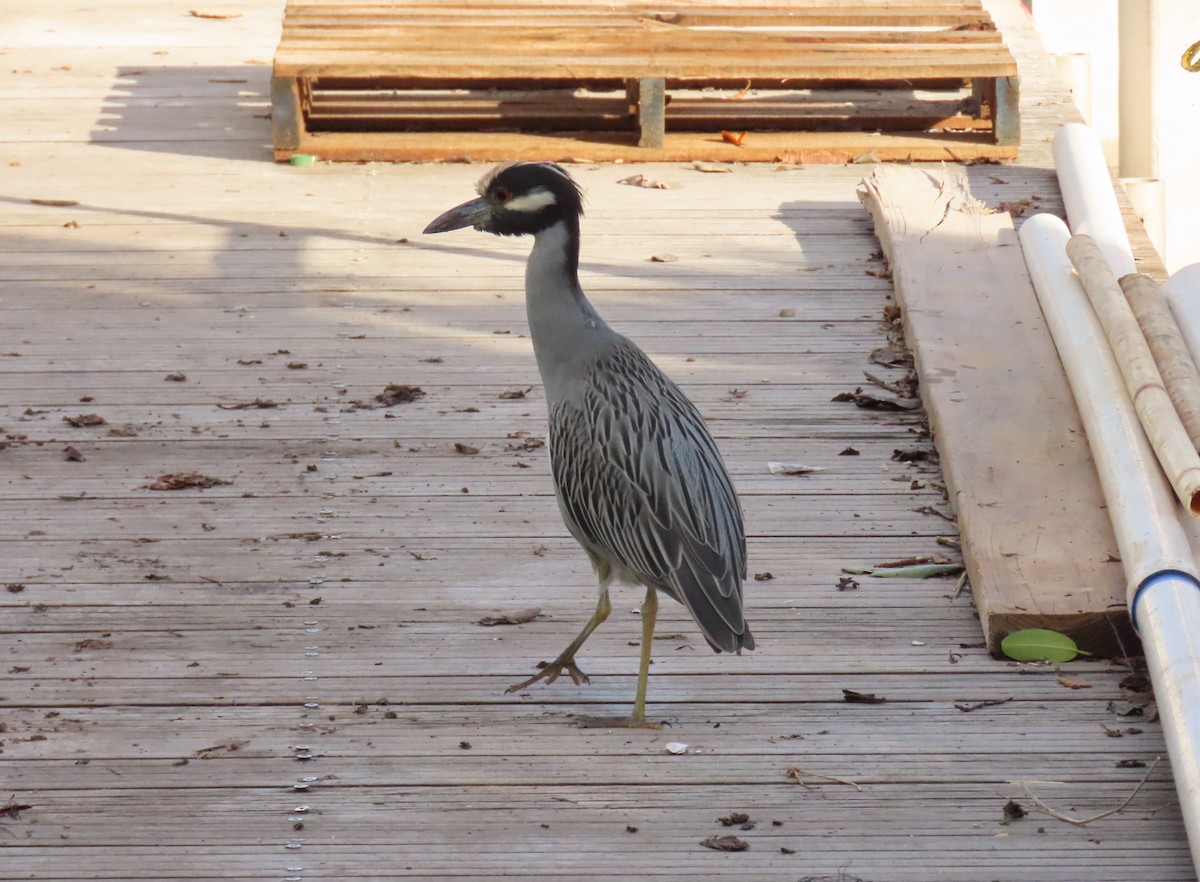 kvakoš žlutočelý - ML646713078